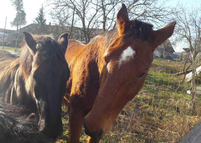 Corneby – pretekársky kôň, ktorý mal byť utratený kvôli astme