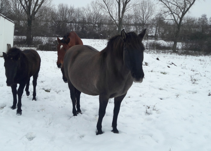 Babetka a Četan, kone zachránené pred utrantením